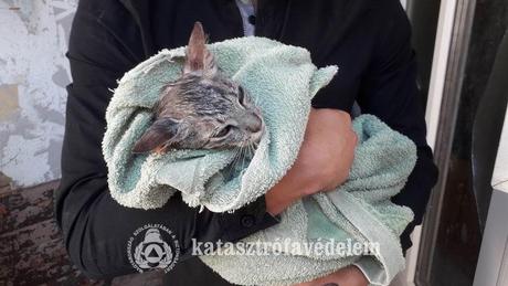 Macskát mentettek a kaposvári tűzoltók