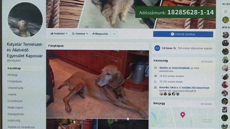 Eltűnt kutyák képei lepték el az internetet