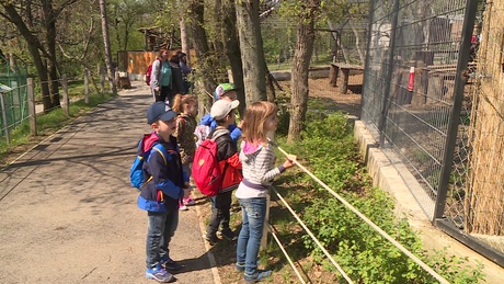 Ismét kaposvári óvodások látogattak el a pécsi állatkertbe