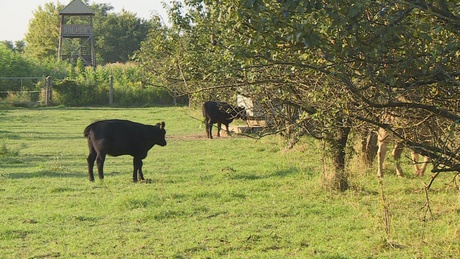 Brutális módon végeztek ki két szarvasmarhát Lengyeltótiban