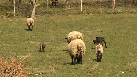 Hármasiker-bárányok születtek Szentbalázson