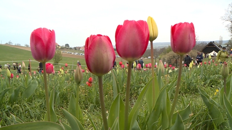 Százezer tulipán fogadta a Kőröshegyi Levendulás látogatóit