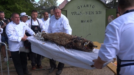 60 kilós harcsát sütöttek a Balatonnál