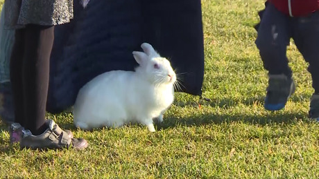 Nyúlhajtó verseny Somogysárdon