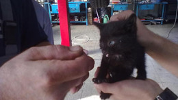 Macskajaj - autóba szorult cicát mentettek a kaposvári kötelesek