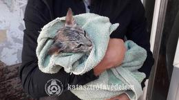 Macskát mentettek a kaposvári tűzoltók