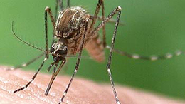 Riasztó szúnyogok