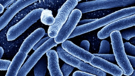 E. colival szennyezett termék kerülhetett Magyarországra