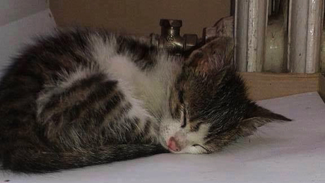 Kiscicát mentettek a kaposvári mentősök