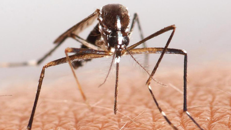 Országszerte kezdődik a szúnyogirtás