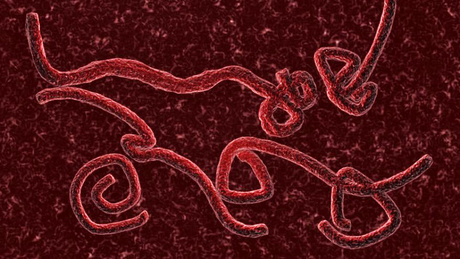 Kaposváron nem tartanak az ebolától