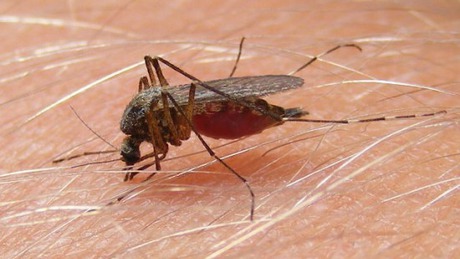 Folytatódik a szúnyoggyérítés