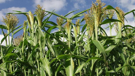 Nem a GMO kukoricára