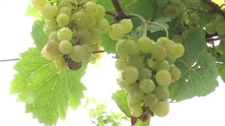 Jó terméskilátások a somogyi szőlőhegyen