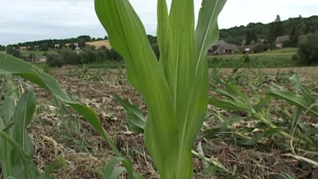 Az idei évben ismét elérkezett a nitrát-adatszolgáltatás ideje