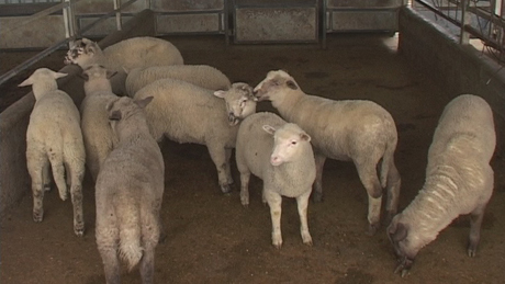 A bárányok hallgatnak - dolgoznak a vágóhidak