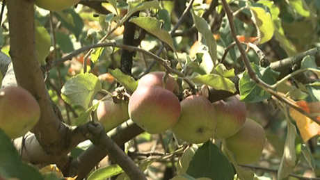 Szinte az összes alma elfagyott vagy elszáradt idén Somogyban - videóval!
