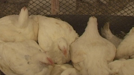 10 százalékkal drágulhat a csirkehús ára novemberben - videóval!
