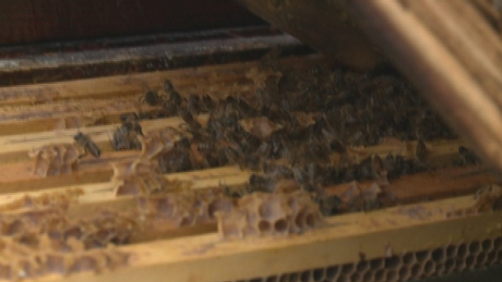 Videóval! Elkeseredettek a somogyi méhészek