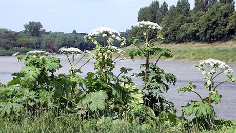 Veszélyes növény terjed Magyarországon