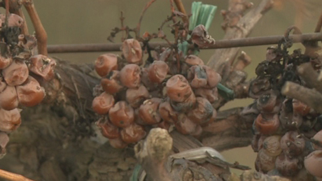 Szívnak a borászok: pusztítja a szőlőt a meleg tél