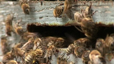 Növényvédőszer miatt pusztulnak a méhek Somogyban 