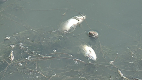 Oxigénhiány miatt pusztulnak a halak a Deseda-pataknál