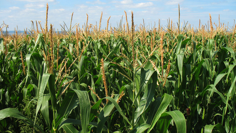 Közepes kukoricatermés várható idén Somogyban
