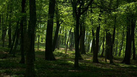 Több ezer hektárral bővült az elmúlt években a hazai erdőállomány