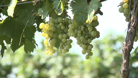 450 ezer tonna szőlőtermés várható