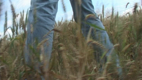 Videóval! Több ezer hektár termény van veszélyben Somogyban