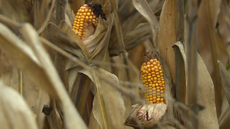 Kevesebb kukorica termett idén Somogyban