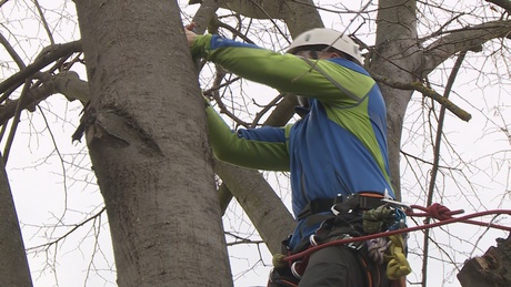 Metszik a kaposvári fákat