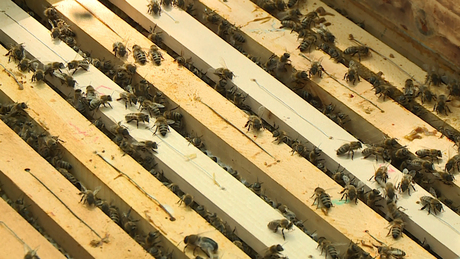 A rekkenő hőség sem kedvez a méhészeknek
