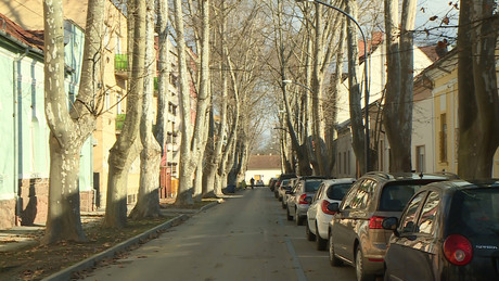A Bajcsy-Zsilinszky utcában folytatódik a faállomány megújítása