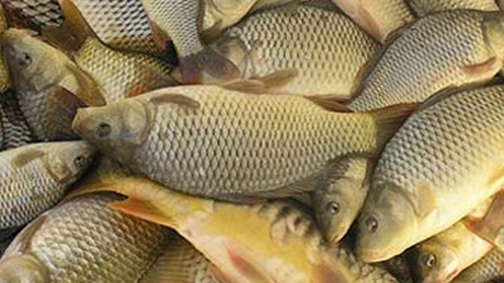 Mintegy 180-200 millió Ft-ot költünk halvásárlásra