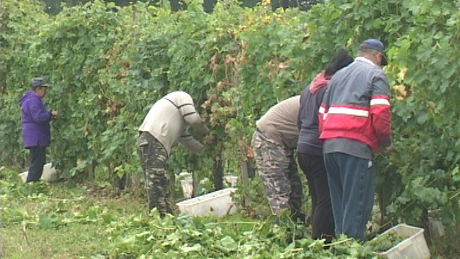 Idén kevesebb szőlő termett a Dél-Balatoni Borvidéken
