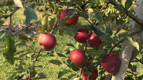 Régi idők, elfeledett fajták