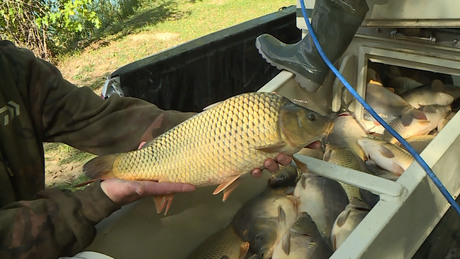 Új lakók a Desedában