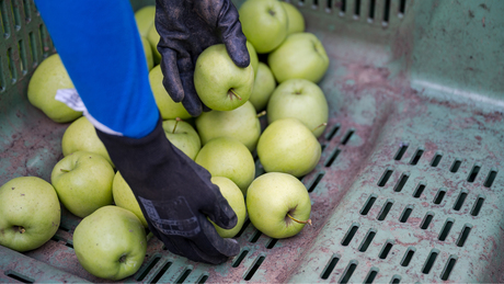 Bajban vannak a magyar almatermesztők