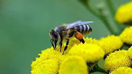 Méhésztalálkozó, a ború és a remény jegyében