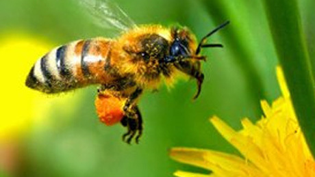 Méhpusztulás