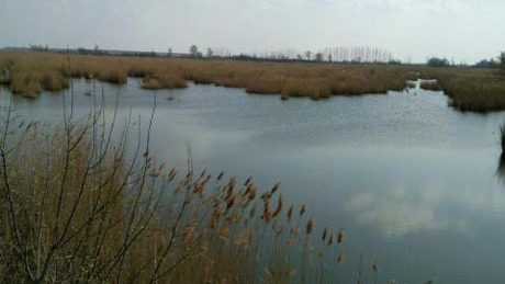 Eltűntek a rákocskák - kevesebb lehet a hal idén a Balatonban