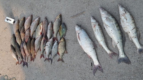 Nyakzóhálóval merte ki a halakat a Balatonból