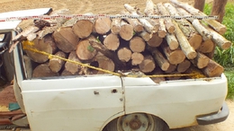 Két autóval lopta a fát az ötfős banda
