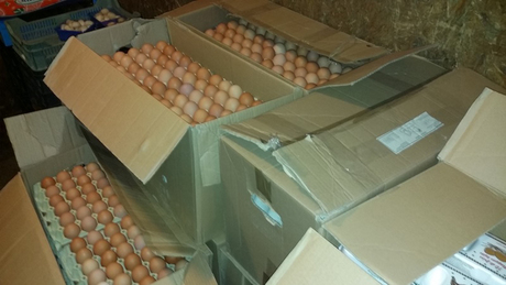 Négyezer tojást kaptak ajándékba a Kutyatárosok