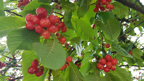 Érett gyümölcsöktől roskadozó cseresznyefát láttunk Toponáron