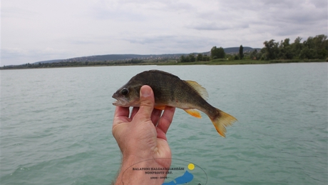 Ragadozó halakat engedtek a Balatonba