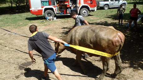 Kútba zuhant egy tehén, a tűzoltók mentették meg
