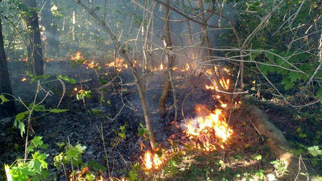 Kukoricatarló és erdőszéli aljnövényzet is égett Somogyban
